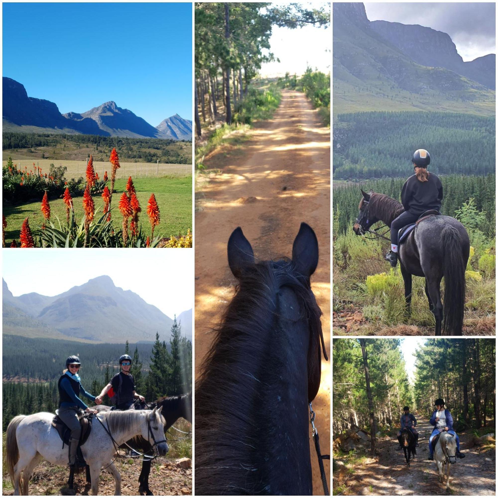 Villa Oudebosch Guest Farm Riversdale Esterno foto