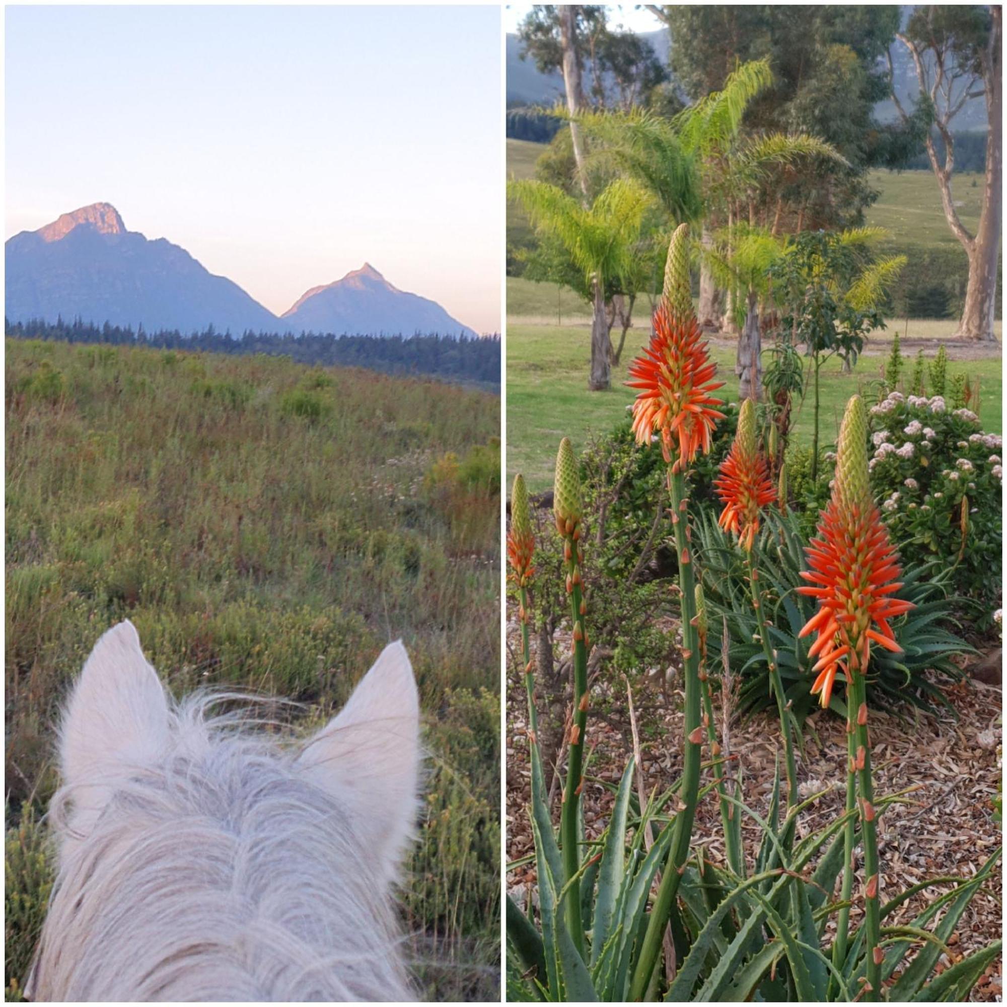 Villa Oudebosch Guest Farm Riversdale Esterno foto
